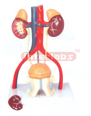 HUMAN URINARY SYSTEM